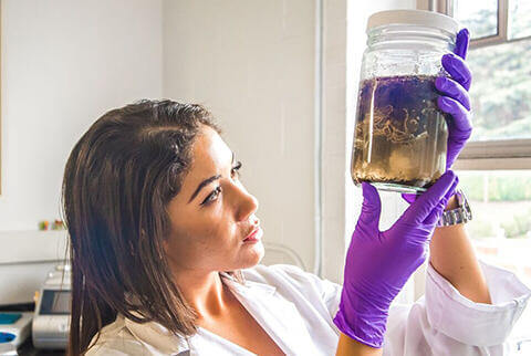 Student reviewing bio sample